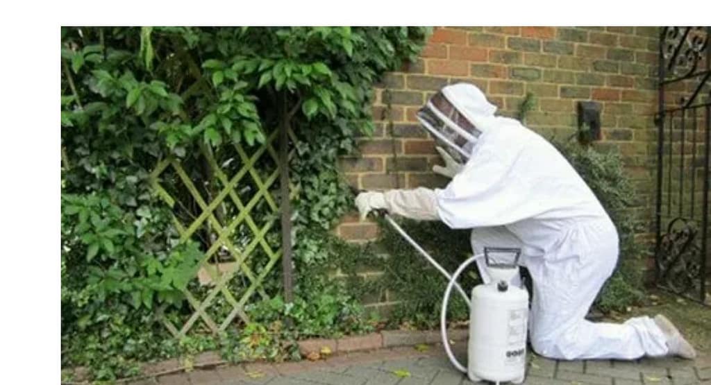 Common Pest Problems in Spring and How to Fix Them