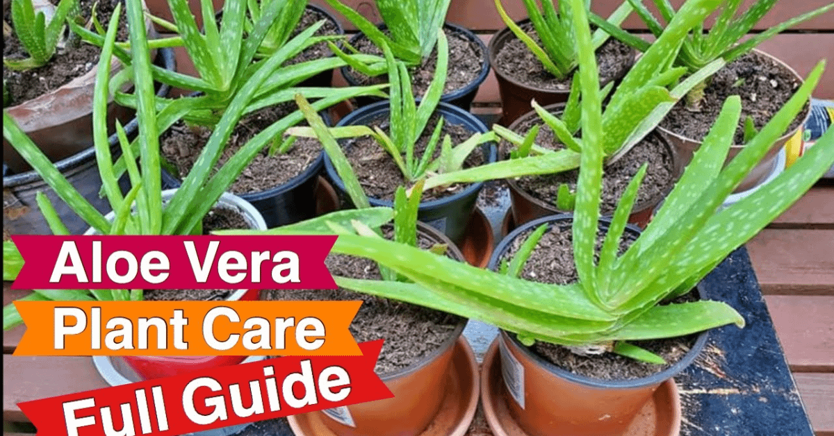 Aloe Plant Pot Guide: Best Pots, Size & Drainage Tips