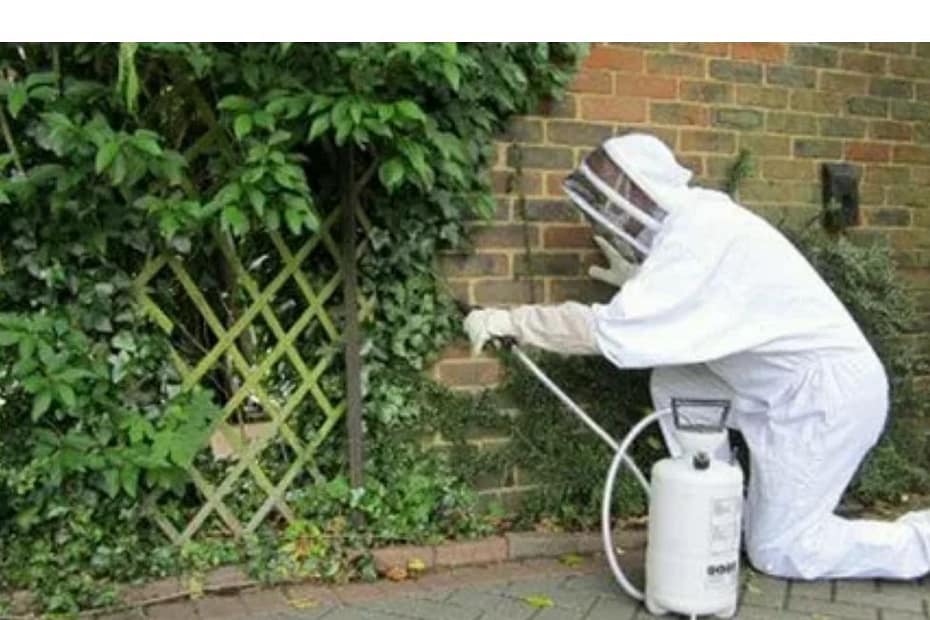 Common Pest Problems in Spring and How to Fix Them