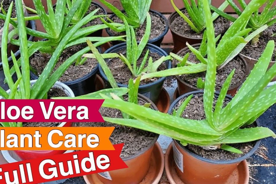 Aloe Plant Pot Guide: Best Pots, Size & Drainage Tips