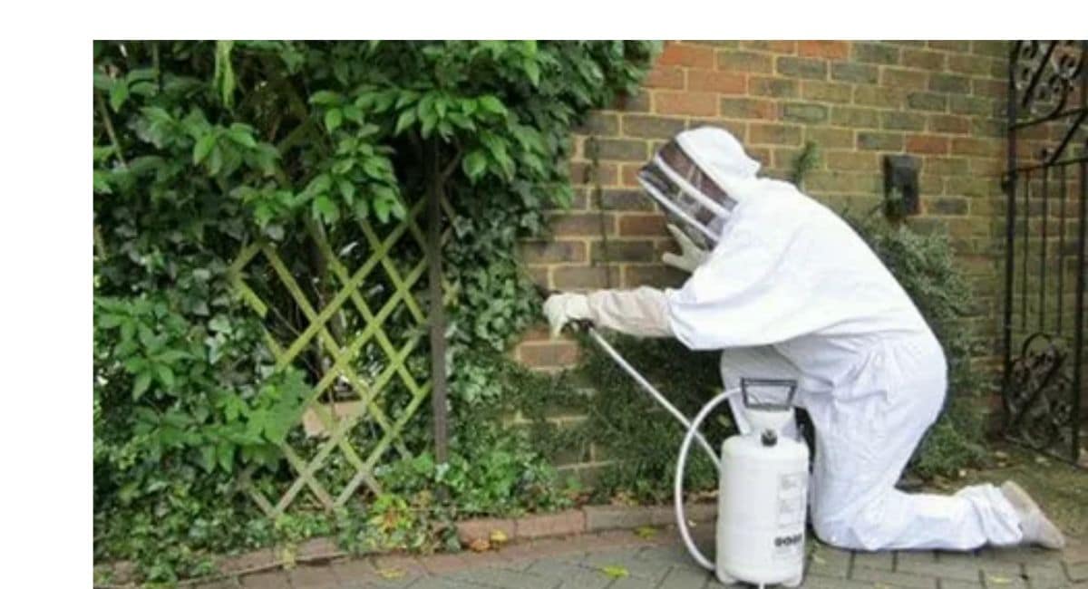 Common Pest Problems in Spring and How to Fix Them